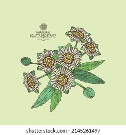 Background with eclipta prostrata: bhringraj plant, leaves and eclipta prostrata flowers. Cosmetic, perfumery and medical plant. Vector hand drawn illustration.