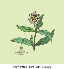 Background with eclipta prostrata: bhringraj plant, leaves and eclipta prostrata flowers. Cosmetic, perfumery and medical plant. Vector hand drawn illustration.