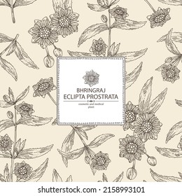 Hintergrund mit eclipta prostrata: Bhringraj-Pflanzen, Blätter und eclipta prostrata Blumen. Kosmetik, Parfüm und medizinische Anlagen. Vektorgrafik, handgezeichnet.
