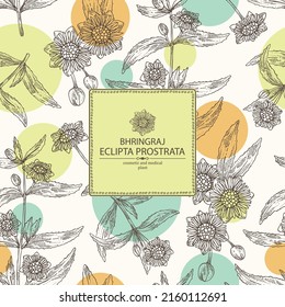 Background with eclipta prostrata: bhringraj plant, leaves and eclipta prostrata flowers. Cosmetic, perfumery and medical plant. Vector hand drawn illustration.