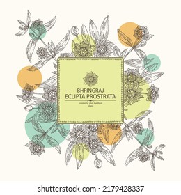 Antecedentes con eclipta prostrata: planta de bhringraj, hojas y flores de eclipta prostrata. Cosmética, perfumería y planta médica. Ilustración dibujada a mano por vectores.
