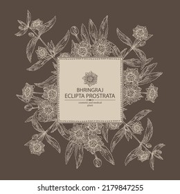 Background with eclipta prostrata: bhringraj plant, leaves and eclipta prostrata flowers. Cosmetic, perfumery and medical plant. Vector hand drawn illustration.