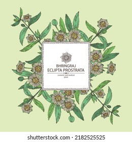 Hintergrund mit eclipta prostrata: Bhringraj-Pflanzen, Blätter und eclipta prostrata Blumen. Kosmetik, Parfüm und medizinische Anlagen. Vektorgrafik, handgezeichnet.