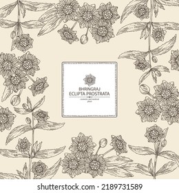 Background with eclipta prostrata: bhringraj plant, leaves and eclipta prostrata flowers. Cosmetic, perfumery and medical plant. Vector hand drawn illustration.
