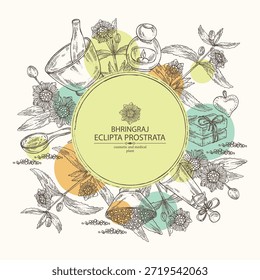 Background with eclipta prostrata: bhringraj plant, leaves and eclipta prostrata flowers. Oil, soap and bath salt . Cosmetics and medical plant. Vector