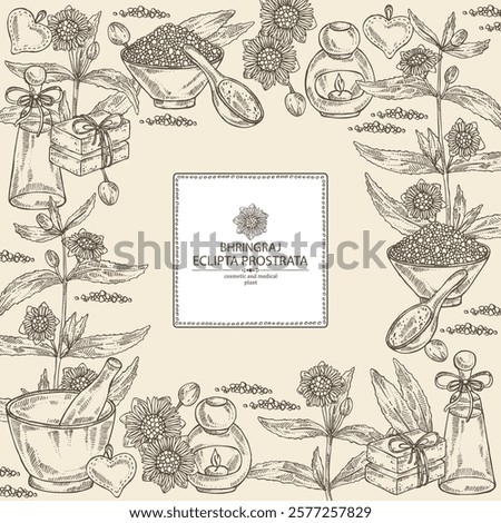 Background with eclipta prostrata: bhringraj plant, leaves and eclipta prostrata flowers. Oil, soap and bath salt . Cosmetics and medical plant. Vector