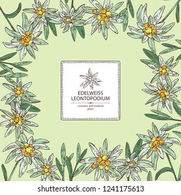 Background with edelweiss: edelweiss flowers and leaves. Leontopodium. Cosmetic and medical plant. Vector hand drawn illustration