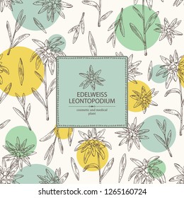 Background with edelweiss: edelweiss flowers and leaves. Leontopodium. Cosmetic and medical plant. Vector hand drawn illustration