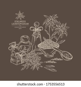 Background with edelweiss, edelweiss flowers, soap and bath salt . Cosmetic and medical plant. Vector hand drawn illustration. 
