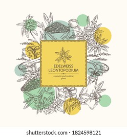 Antecedentes con edelweiss, flores edelweiss, jabón y sal de baño. Planta cosmética y médica. Ilustración dibujada a mano por vectores. 
