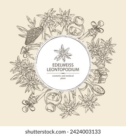 Background with edelweiss, edelweiss flowers, soap and bath salt . Cosmetic and medical plant. Vector hand drawn illustration. 