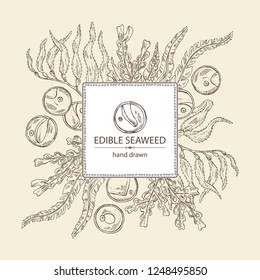 Background with edible seaweed: laminaria seaweed, macrocystis, chlorella seaweed and fucus. Brown algae. Vector hand drawn illustration.