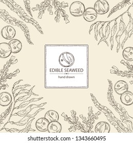 Background with edible seaweed: laminaria seaweed, macrocystis, chlorella seaweed and fucus. Brown algae. Vector hand drawn illustration