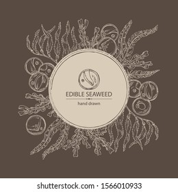 Background with edible seaweed: laminaria seaweed, macrocystis, chlorella seaweed and fucus. Brown algae. Vector hand drawn illustration
