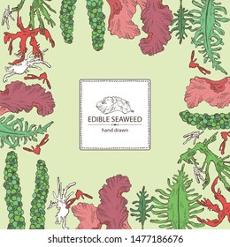 Background with edible seaweed: wakame, porphyra, caulerpa and tosaka. Vector hand drawn illustration.