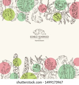 Background with edible seaweed: wakame, porphyra, caulerpa and tosaka. Vector hand drawn illustration.