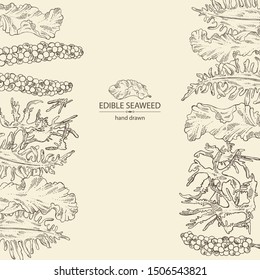 Background with edible seaweed: wakame, porphyra, caulerpa and tosaka. Vector hand drawn illustration.