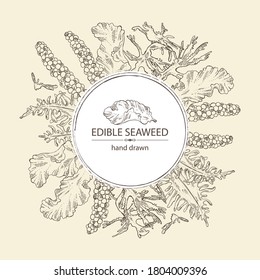 Background with edible seaweed: wakame, porphyra, caulerpa and tosaka. Vector hand drawn illustration.
