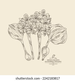 Background with eichhornia crassipes: water hyacinth plant, leaves and eichhornia crassipes flowers. Water hyacinth. Cosmetic, perfumery and medical plant. Vector hand drawn illustration