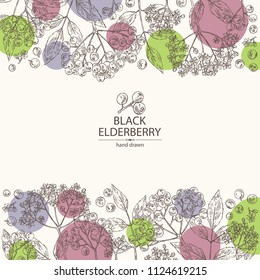 Background with elderberry black: branch of elderberry , berries, flowers and leaves. Vector hand drawn illustration. 