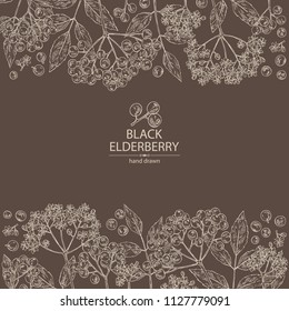 Background with elderberry black: branch of elderberry , berries, flowers and leaves. Vector hand drawn illustration. 