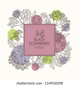 Background with elderberry black: branch of elderberry , berries, flowers and leaves. Vector hand drawn illustration. 