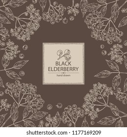 Background with elderberry black: branch of elderberry , berries, flowers and leaves. Vector hand drawn illustration. 