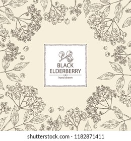 Background with elderberry black: branch of elderberry , berries, flowers and leaves. Vector hand drawn illustration. 