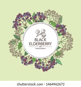 Background with elderberry black: branch of elderberry , berries, flowers and leaves. Vector hand drawn illustration. 