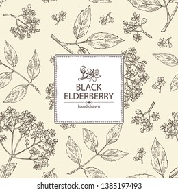 Background with elderberry black: branch with elderberry flowers and leaves. Cosmetic and medical plant. Vector hand drawn illustration.