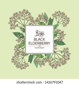 Background with elderberry black: branch with elderberry flowers and leaves. Cosmetic and medical plant. Vector hand drawn illustration