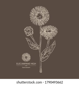 Background with elecampane high: elecampane flower and leaves. Cosmetic and medical plant. Vector hand drawn illustration