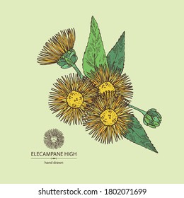 Background with elecampane high: elecampane flower and leaves. Cosmetic and medical plant. Vector hand drawn illustration