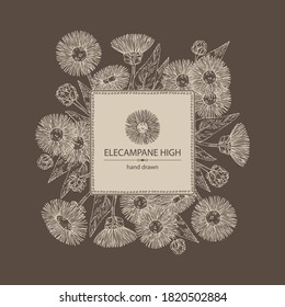Fondo con alto panel eléctrico: flor y hojas de elecampano. Planta cosmética y médica. Ilustración dibujada a mano por el vector