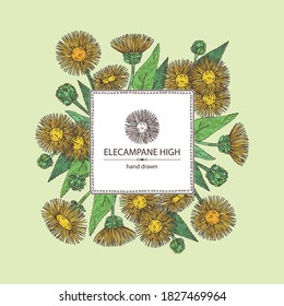 Fondo con alto panel eléctrico: flor y hojas de elecampano. Planta cosmética y médica. Ilustración dibujada a mano por el vector