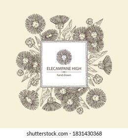 Background with elecampane high: elecampane flower and leaves. Cosmetic and medical plant. Vector hand drawn illustration