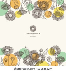 Background with elecampane high: elecampane flower and leaves. Cosmetic and medical plant. Vector hand drawn illustration
