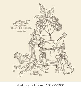 Background with eleutherococcus: branch, berries and eleutherococcus root. Siberian ginseng. Cosmetic and medical plant. Vector hand drawn illustration. 