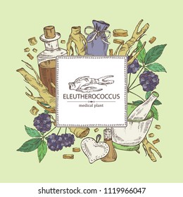 Background with eleutherococcus: branch, berries and eleutherococcus root. Siberian ginseng. Cosmetic and medical plant. Vector hand drawn illustration. 