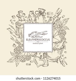 Background with eleutherococcus: branch, berries and eleutherococcus root. Siberian ginseng. Cosmetic and medical plant. Vector hand drawn illustration. 