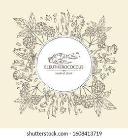 Background with eleutherococcus: branch, berries and eleutherococcus root. Siberian ginseng. Cosmetic and medical plant. Vector hand drawn illustration. 