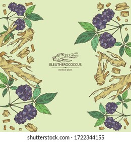 Background with eleutherococcus: branch, berries and eleutherococcus root. Siberian ginseng. Cosmetic and medical plant. Vector hand drawn illustration. 