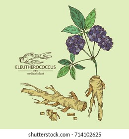 Background with eleutherococcus: branch of eleutherococcus, berries and eleutherococcus root. Siberian ginseng. Cosmetic and medical plant. Vector hand drawn illustration. 