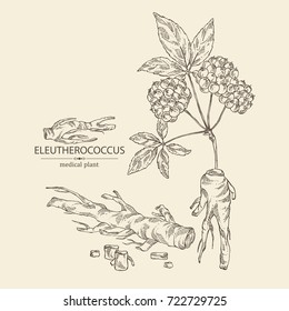 Background with eleutherococcus: branch of eleutherococcus, berries and eleutherococcus root. Siberian ginseng. Cosmetic and medical plant. Vector hand drawn illustration. 