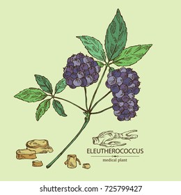 Background with eleutherococcus: branch of eleutherococcus, berries and eleutherococcus root. Siberian ginseng. Cosmetic and medical plant. Vector hand drawn illustration. 