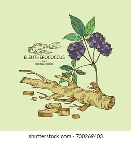 Background with eleutherococcus: branch, berries and eleutherococcus root. Siberian ginseng. Cosmetic and medical plant. Vector hand drawn illustration. 