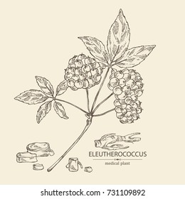 Background with eleutherococcus: branch, berries and eleutherococcus root. Siberian ginseng. Cosmetic and medical plant. Vector hand drawn illustration. 