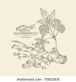 Background with eleutherococcus: branch, berries and eleutherococcus root. Siberian ginseng. Cosmetic and medical plant. Vector hand drawn illustration.