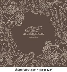 Background with eleutherococcus: branch, berries and eleutherococcus root. Siberian ginseng. Cosmetic and medical plant. Vector hand drawn illustration. 