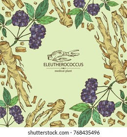 Background with eleutherococcus: branch, berries and eleutherococcus root. Siberian ginseng. Cosmetic and medical plant. Vector hand drawn illustration. 